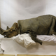 A remarkably well-preserved woolly rhinoceros.